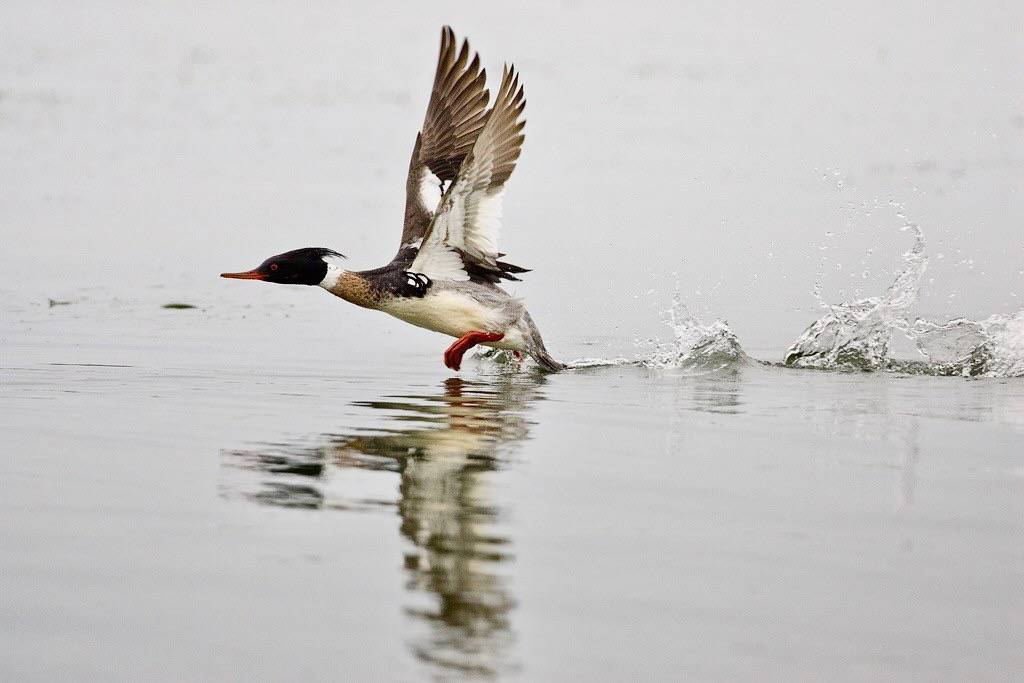red-breasted merganser takes flight by USFWS Headquarters is licensed under CC BY 2.0.